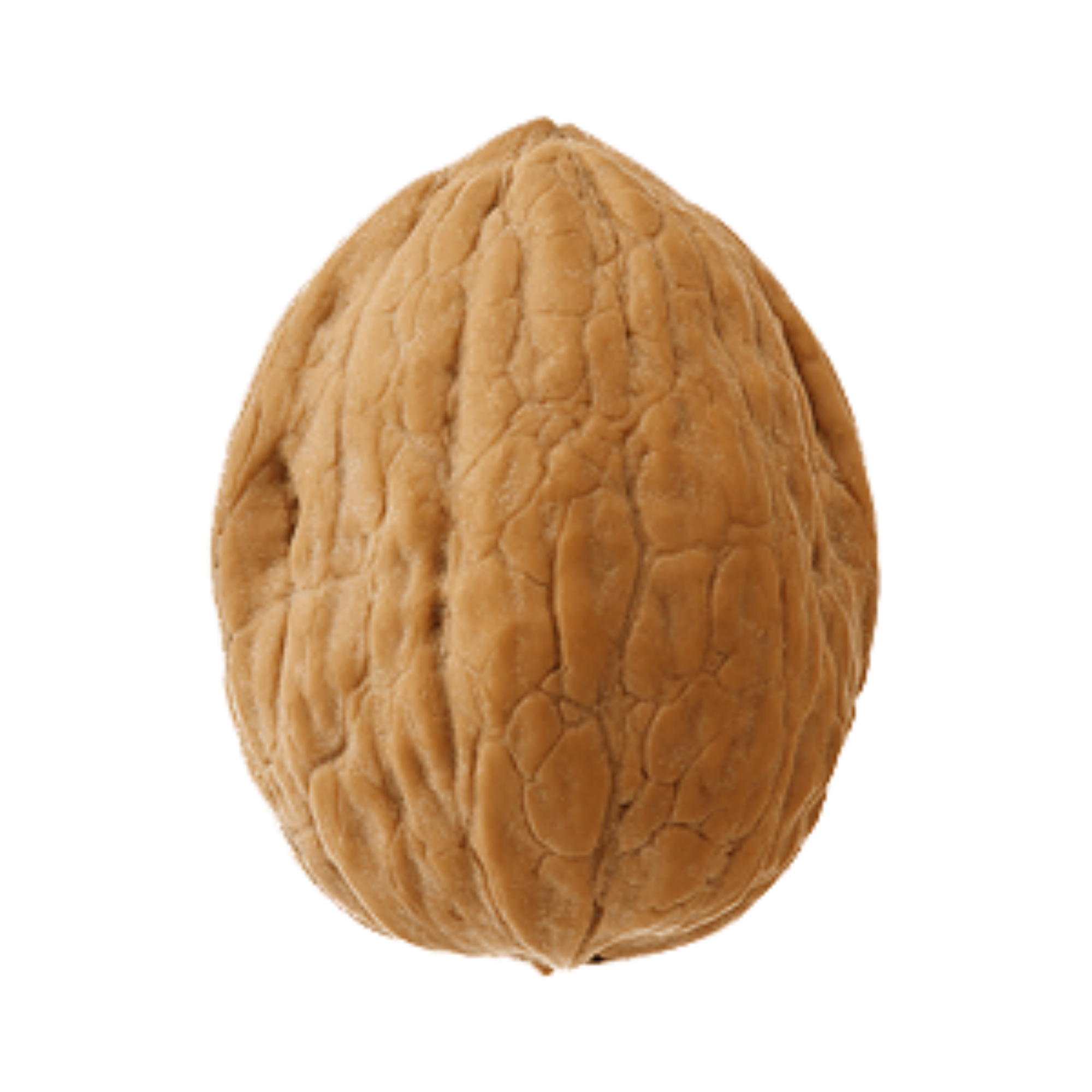 Walnut અખરોટ