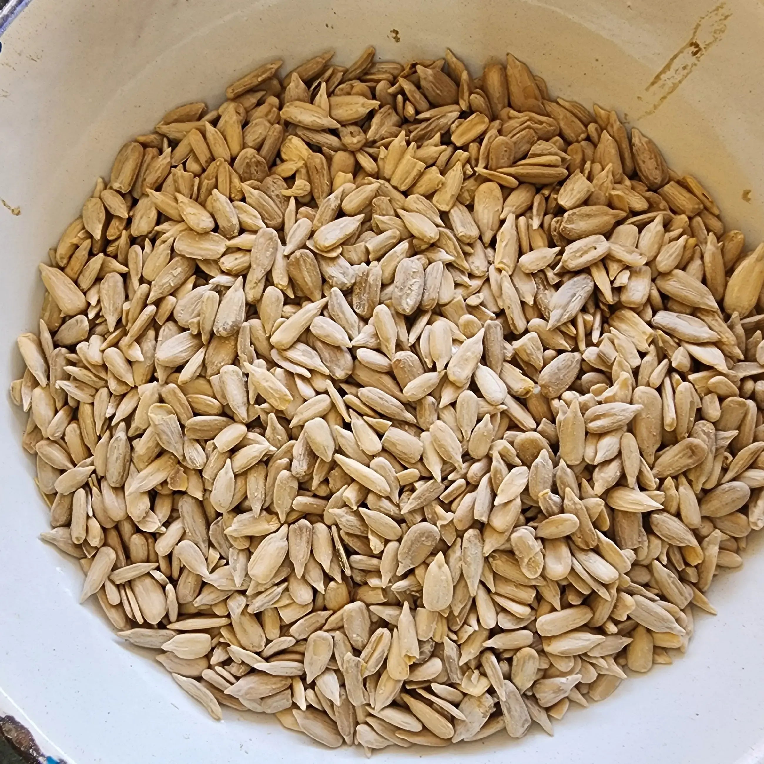 Sunflower Seeds Plain