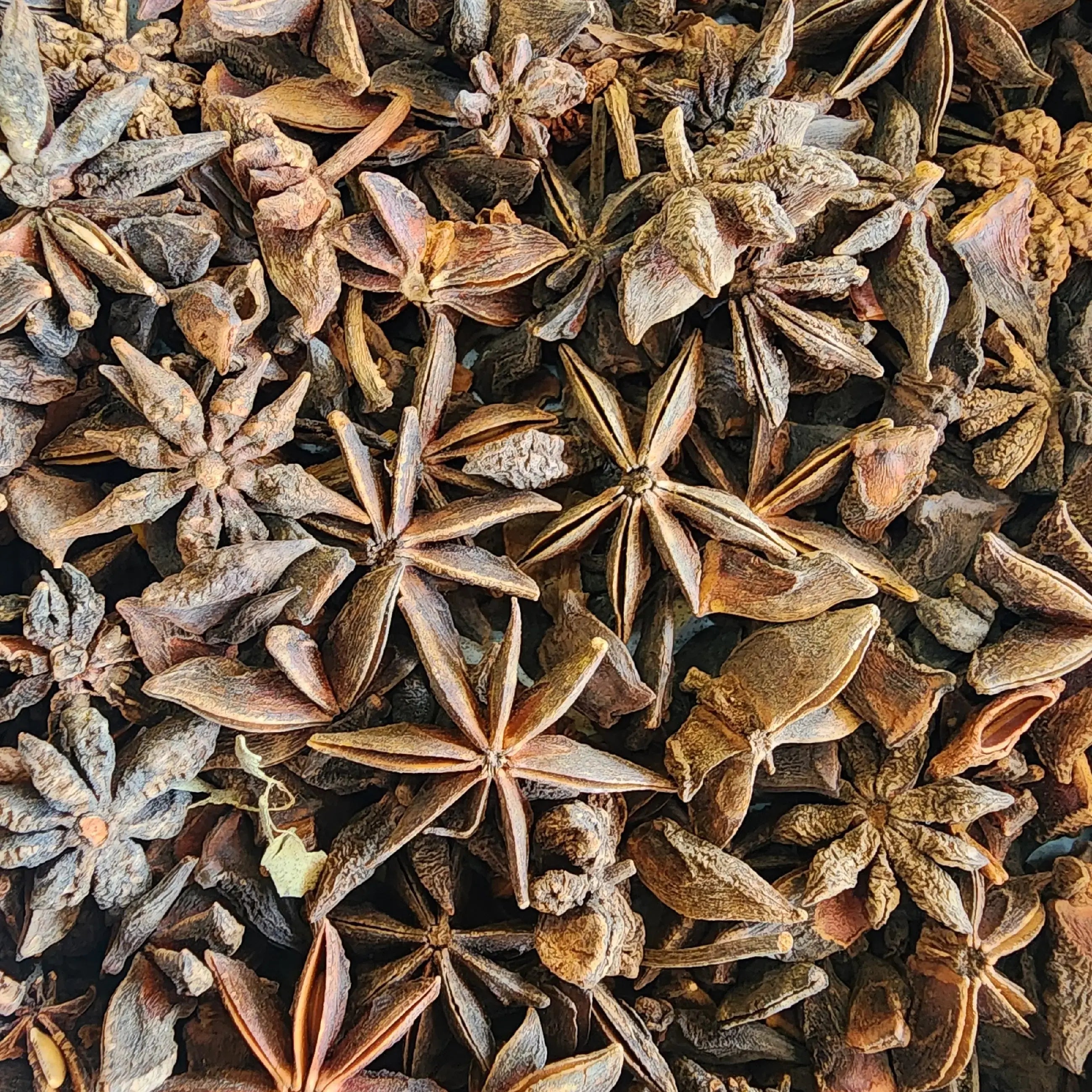 Star Anise બાદિયાન