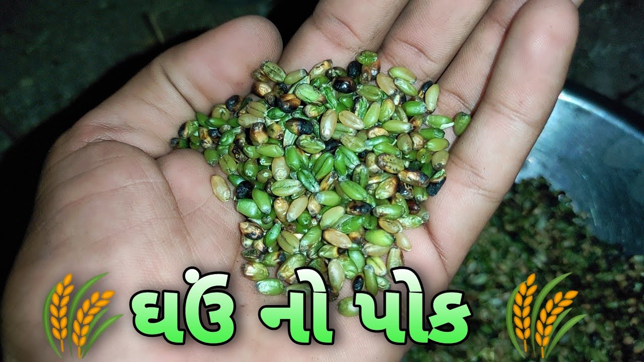 Ghau no Pok ઘઉં નો  પોંક