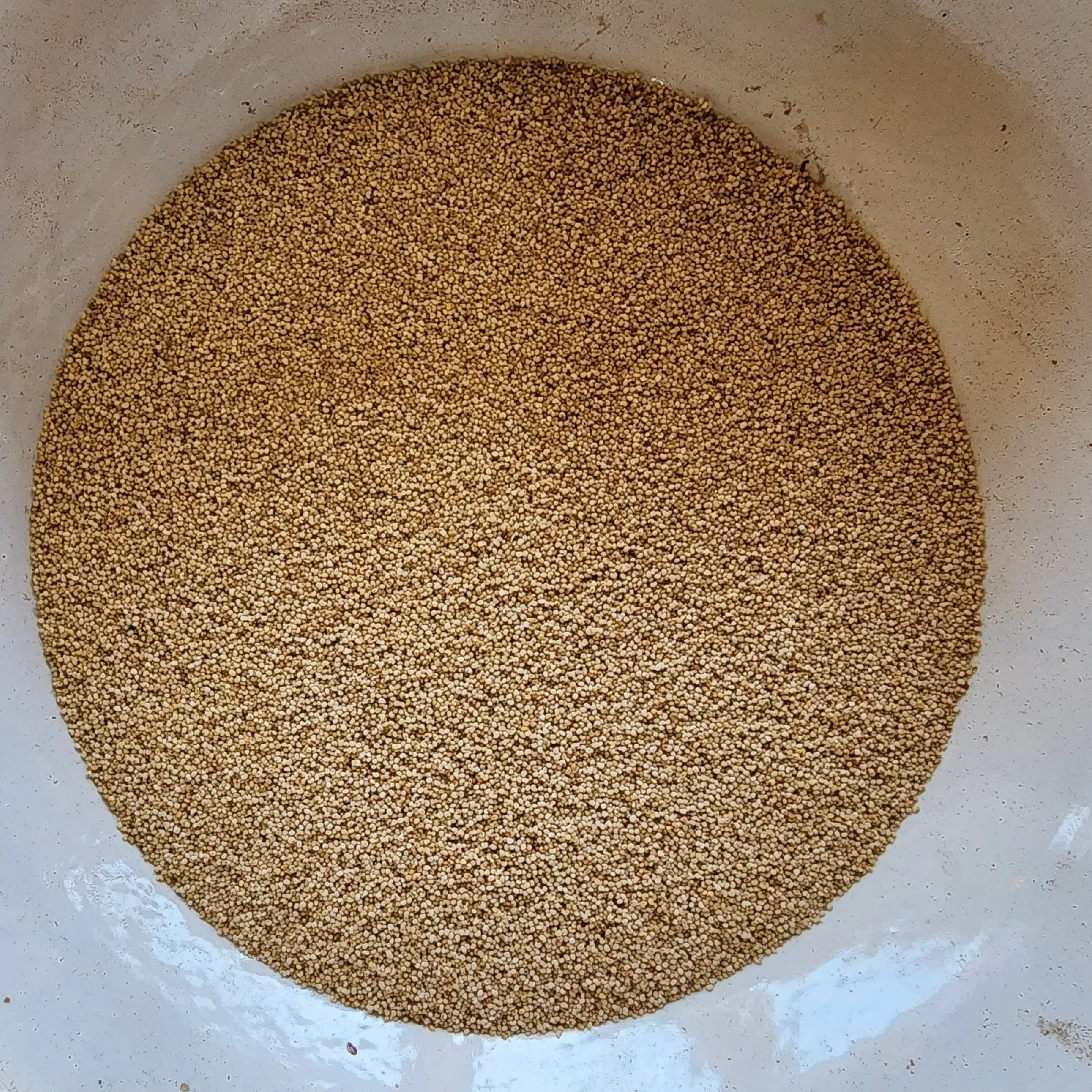 Poppy Seeds Khas KHas ખસ ખસ